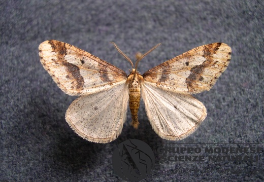 Erannis defogliaria7