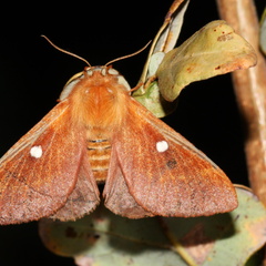 Eriogaster catax female