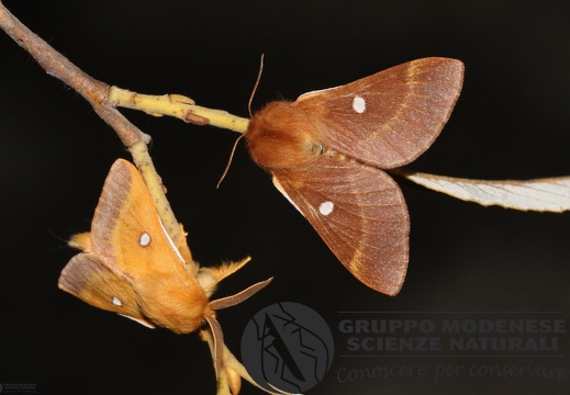 Eriogaster catax pair