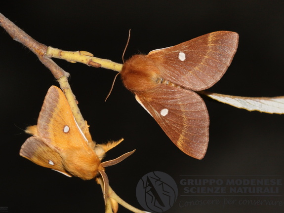 Eriogaster catax pair