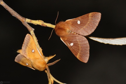 Eriogaster catax pair