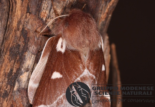 Eriogaster lanestris female