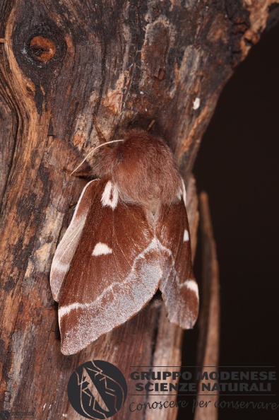 Eriogaster lanestris female.JPG