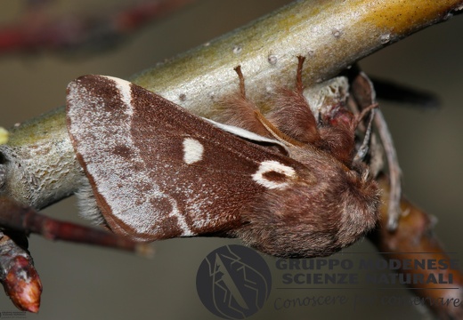 Eriogaster lanestris