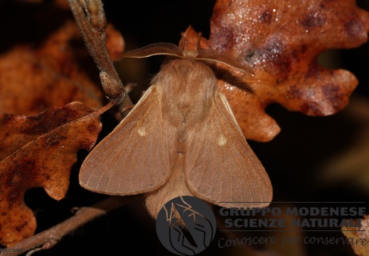 Eriogaster rimicola male
