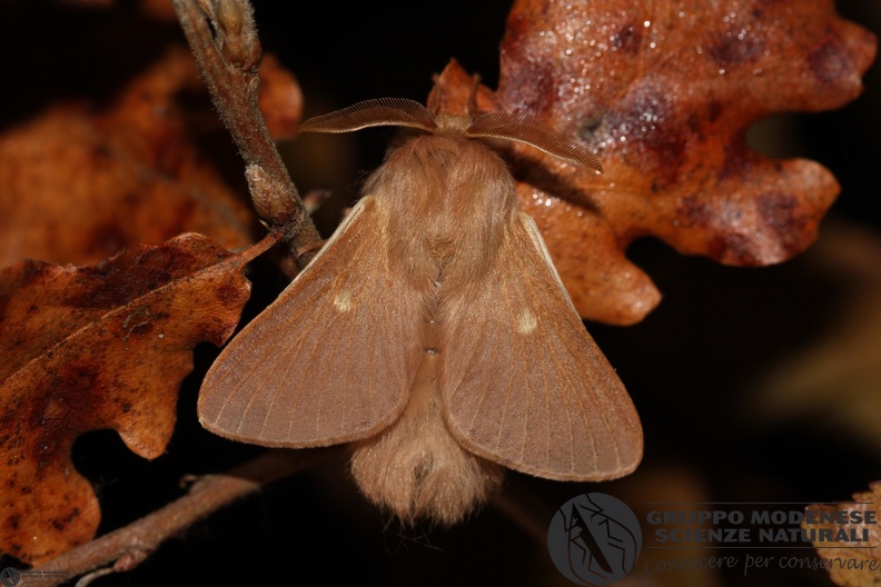 Eriogaster rimicola male.JPG