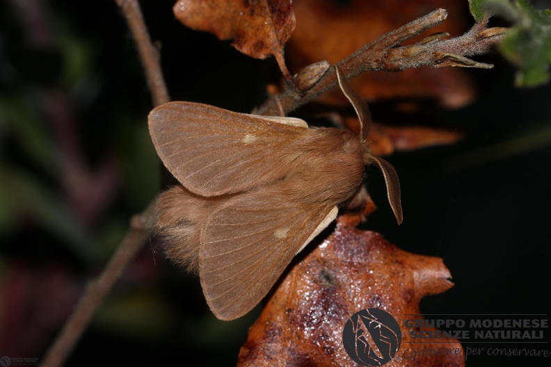 Eriogaster rimicola male2.JPG