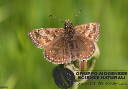 Erynnis tages