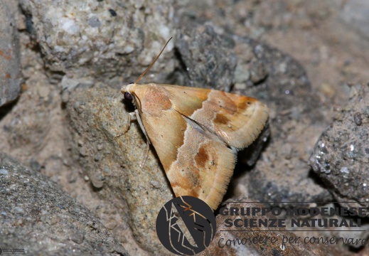 Eublemma parva