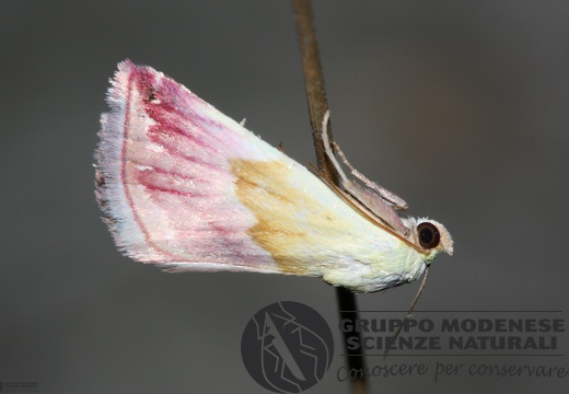 Eublemma purpurina2