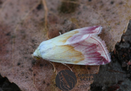 Eublemma purpurina4