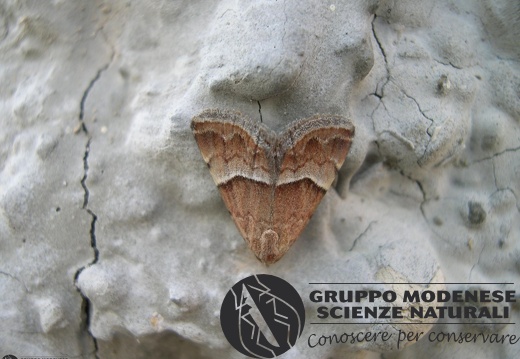 Eublemma suava