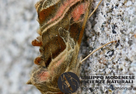 Euchalcia variabilis