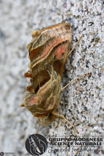 Euchalcia variabilis.JPG