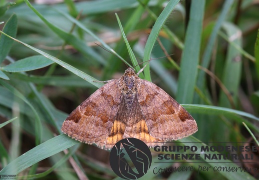 Euclidia glyphica (2)