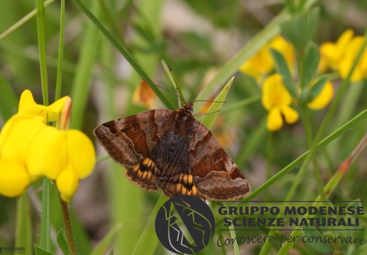 Euclidia glyphica2