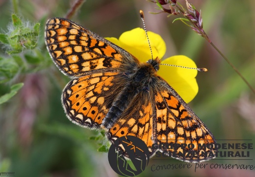 Euphydryas aurinia3