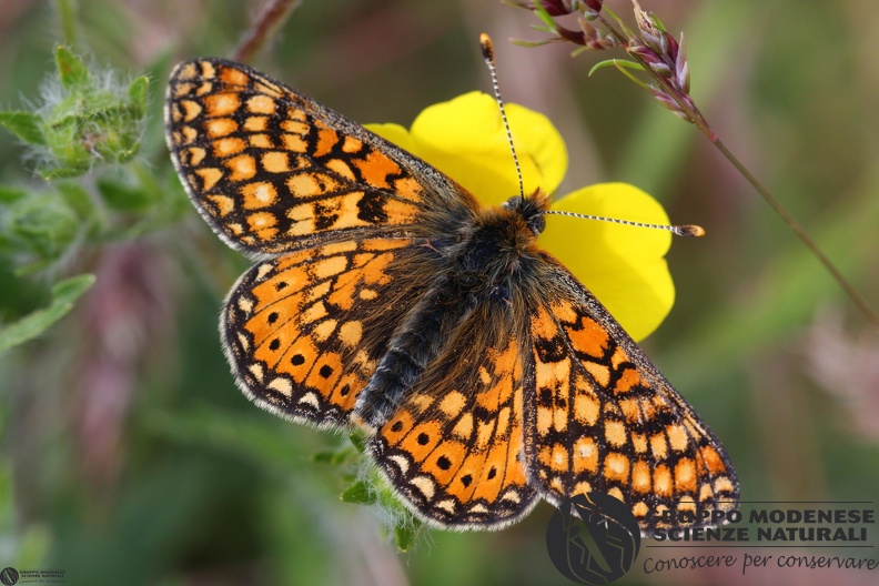 Euphydryas aurinia3.JPG