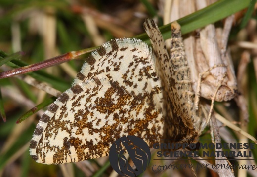 Heliomata glarearia