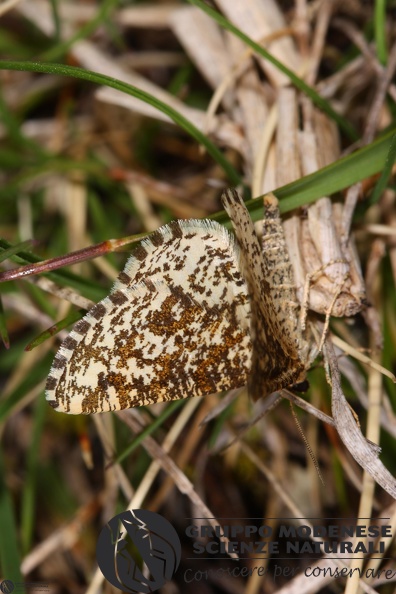 Heliomata glarearia.JPG