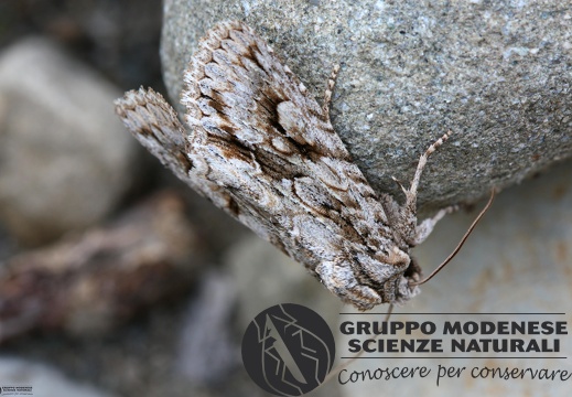 Meganephria bimaculosa