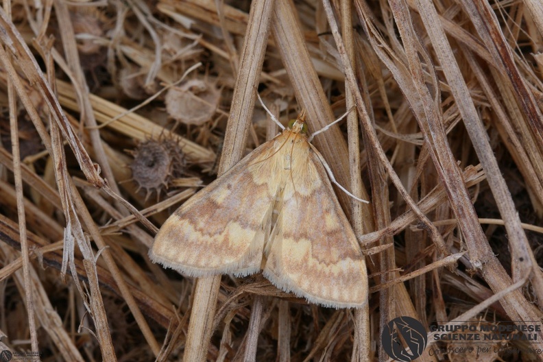 Ostrinia nubilalis.JPG