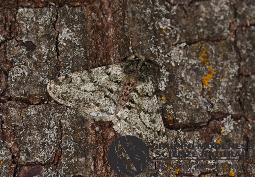 Phigalia pilosaria3