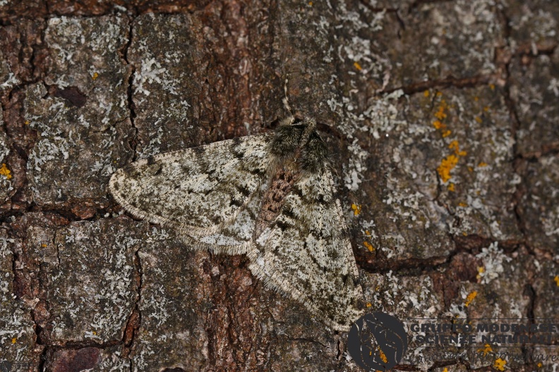 Phigalia pilosaria3 - Phigalia pilosaria3.JPG Phigalia pilosaria3.JPG