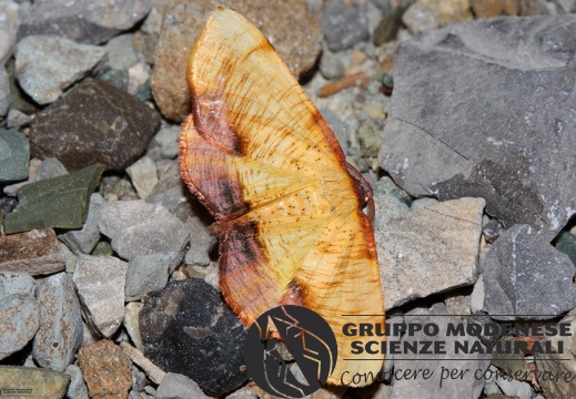 Plagodis dolabraria