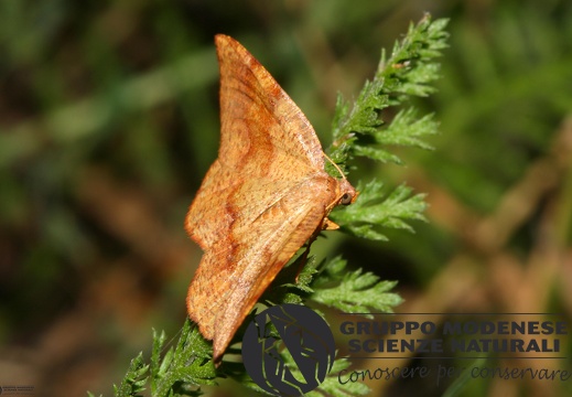 Plagodis pulveraria