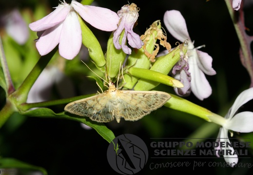 Pleurotypa ruralis