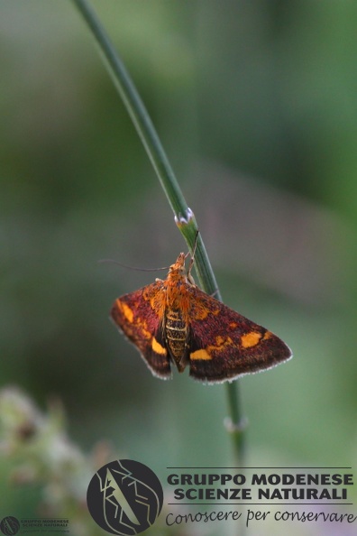 Pyrausta aurata.JPG