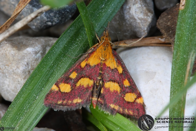 Pyrausta purpuralis2.JPG