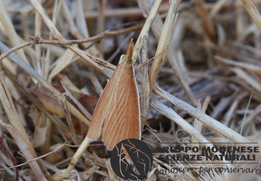 Sclerocoma acutellus