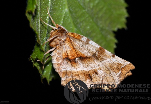 Selenia dentaria