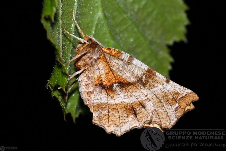 Selenia dentaria.JPG