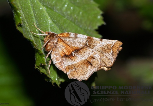 Selenia dentaria2