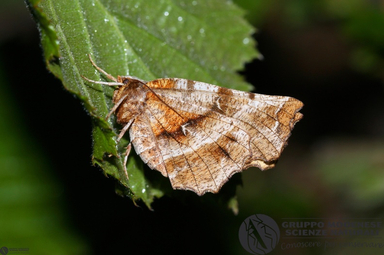 Selenia dentaria2.JPG