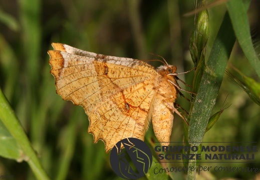 Selenia lunularia2