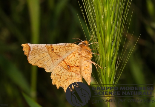 Selenia lunularia3