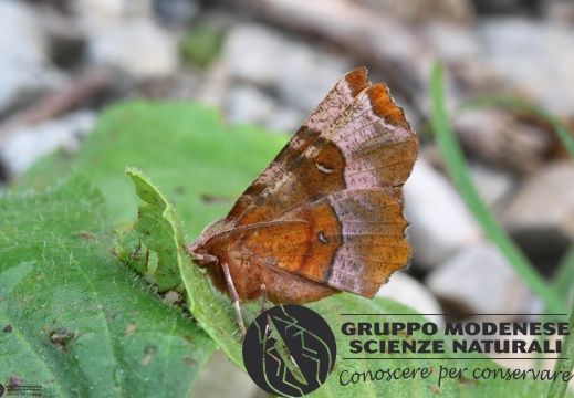 Selenia tetralunaria