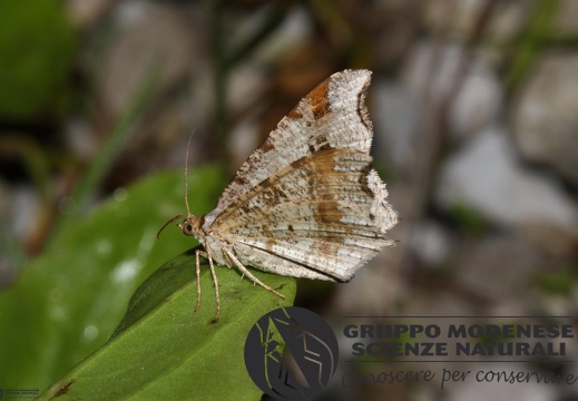 Semiothisa alternaria