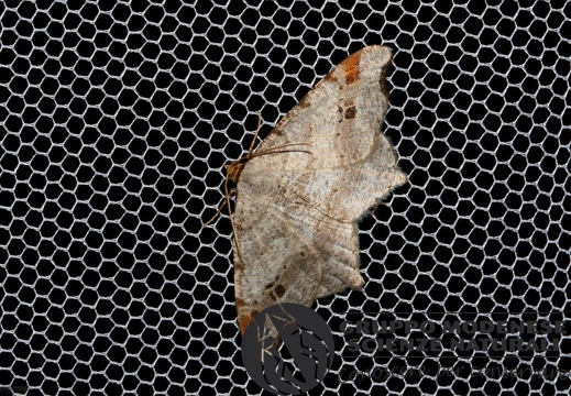 Semiothisa alternaria2