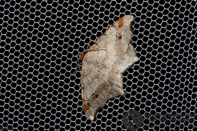 Semiothisa alternaria2.JPG