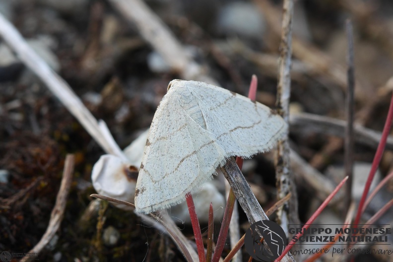 Stegania trimaculata.JPG