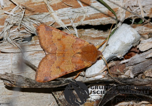 Agrochola helvola