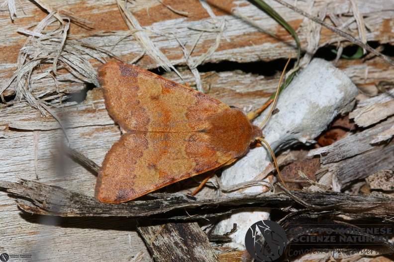 Agrochola helvola - Agrochola helvola.JPG Agrochola helvola.JPG