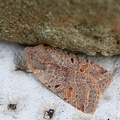 Agrochola lychnidis