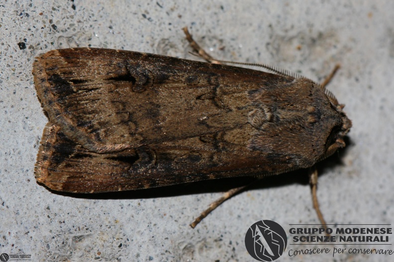 Agrotis ypsilon.JPG