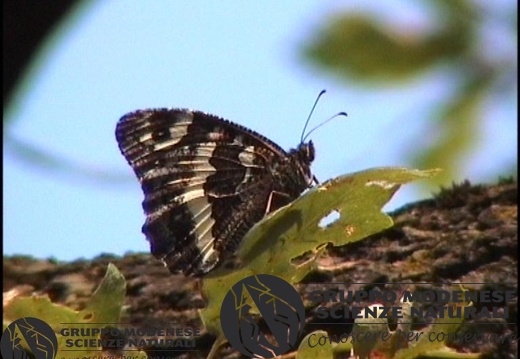 Brintesiacirce